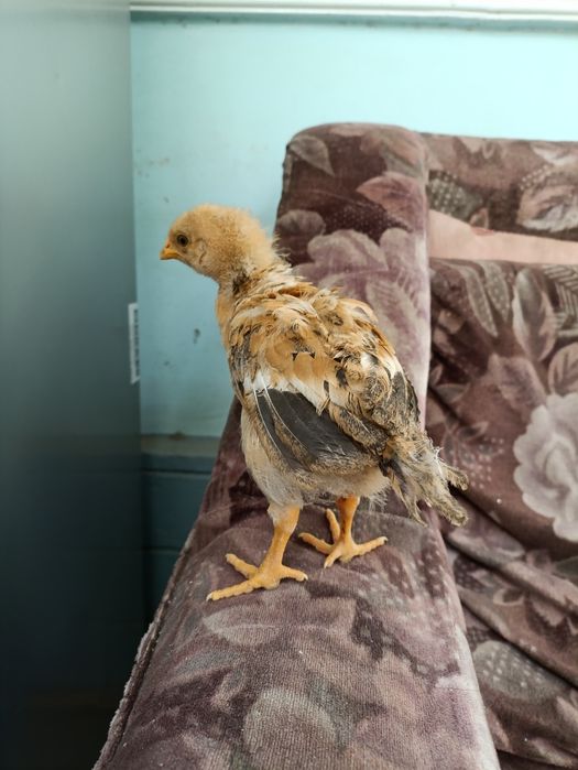 Tovuq  joʻja 2 oylik