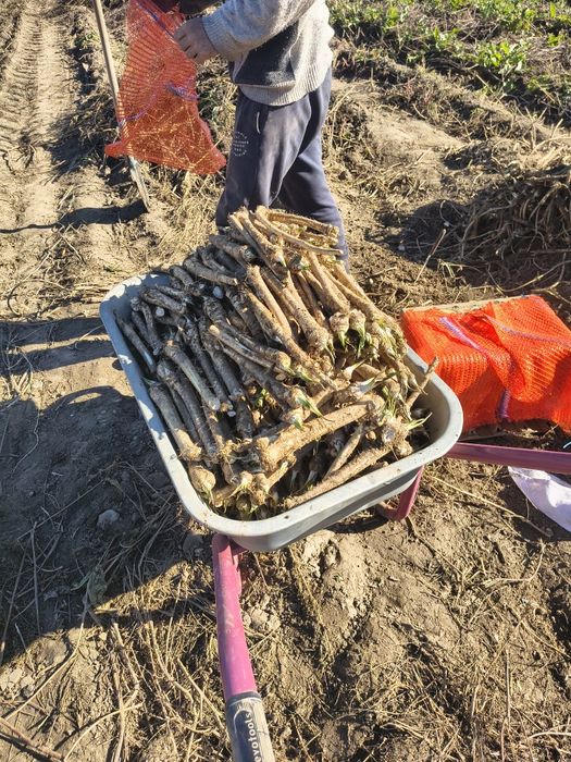 Hrean românesc cultura proprie