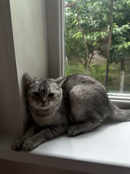 продам Шиншилла кошка