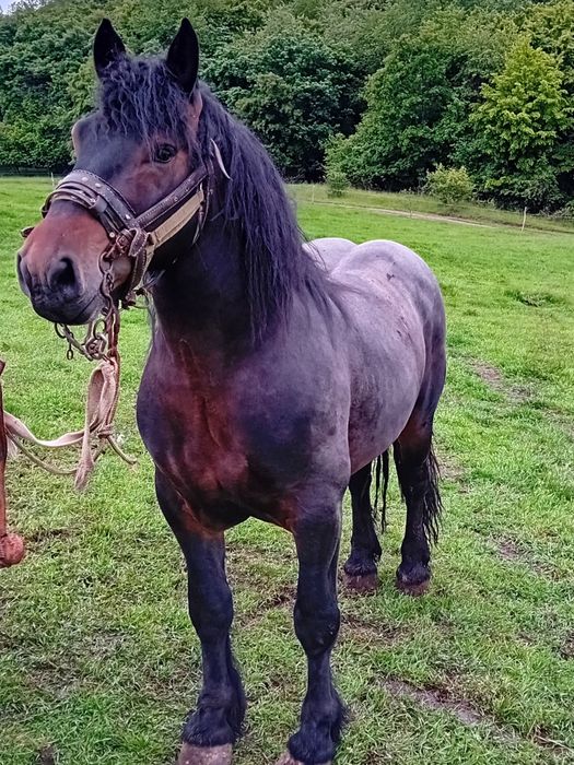 Vând armasar de 4 ani