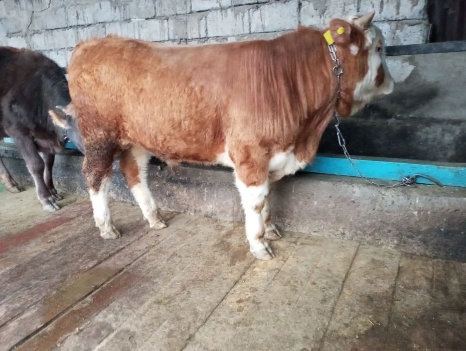 Продам бычка, быка