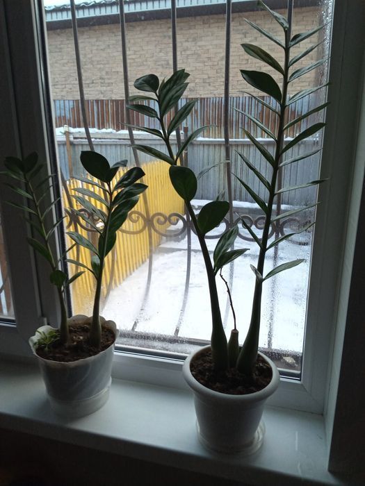 Цветок долларовое дерево