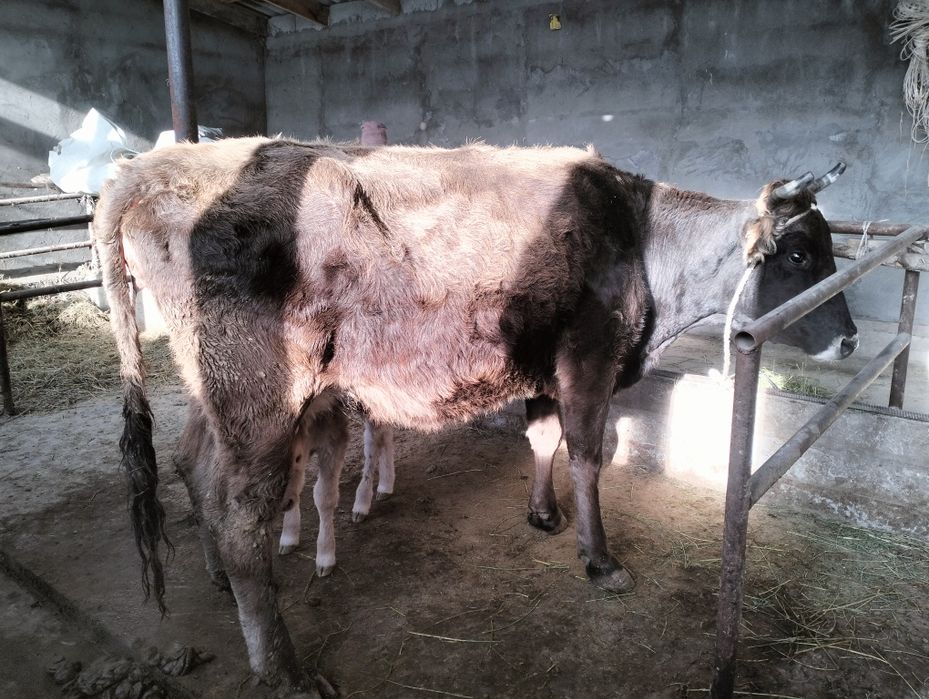 Бұзаулы сйыр сатылады