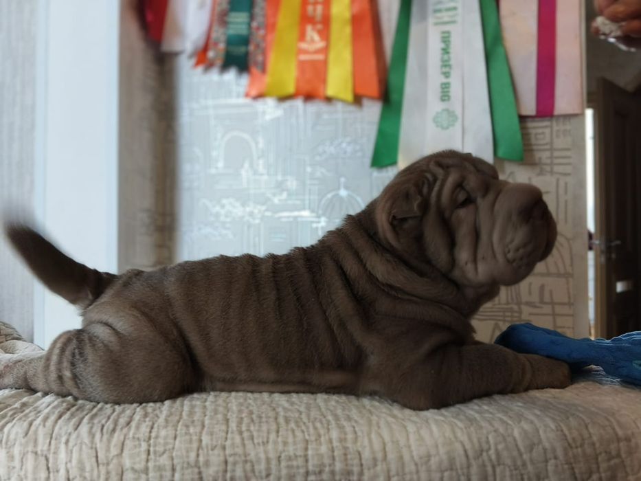 Продажа щенков шарпей