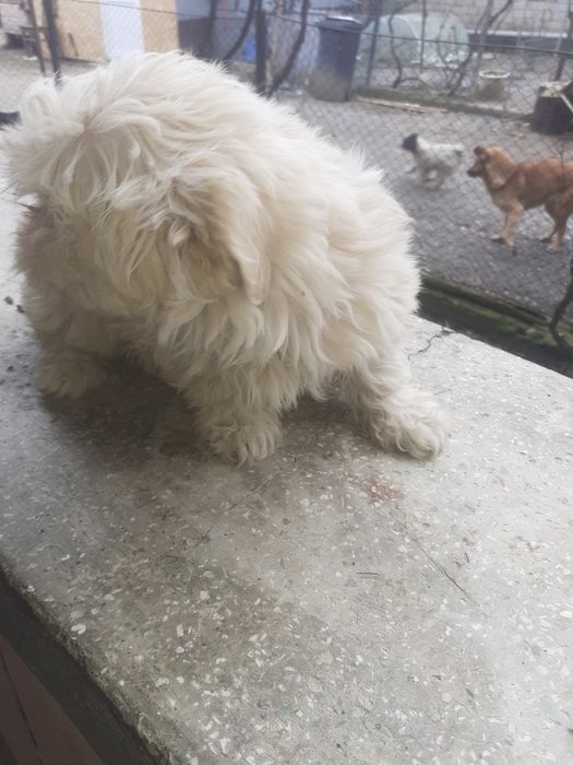 Donez cățelușă frumoasă