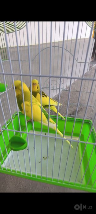 Попугайла сотилади volnistiy toʻtiqushla