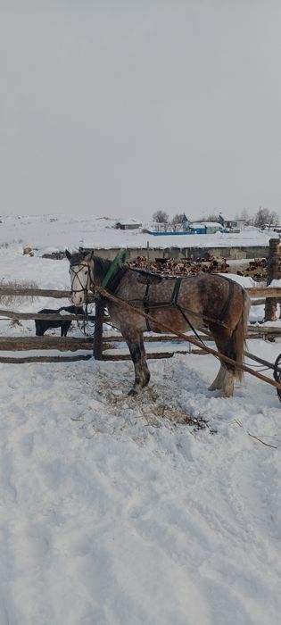 Продам мерина,4 года