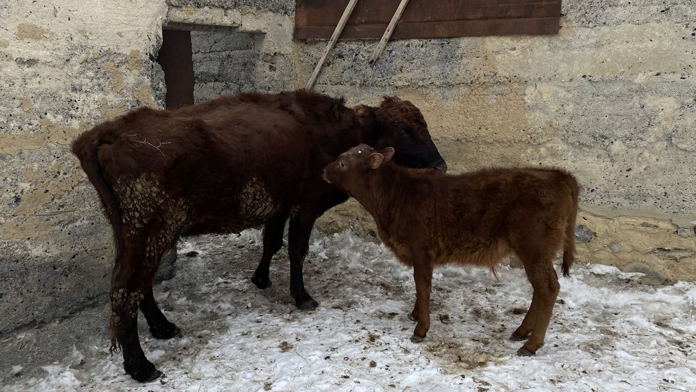 Қарабұлақ ауылында тұр