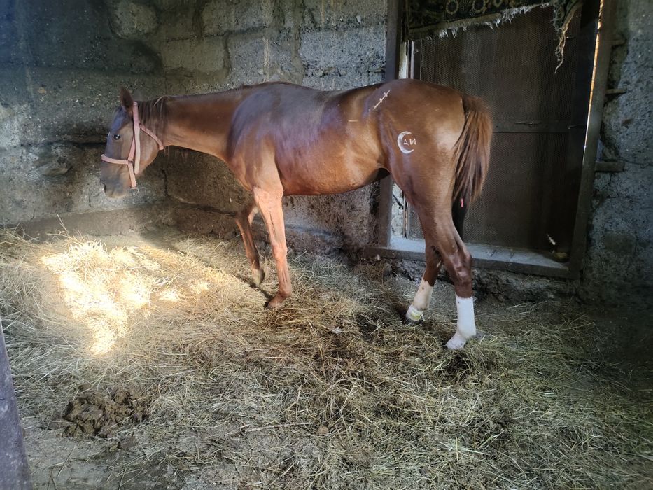 Продаётся англоарб кобылка