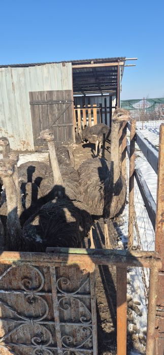 Pui de struți africani!