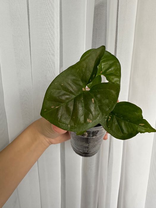 Сингониум Пинк сплэш и Рафидофора