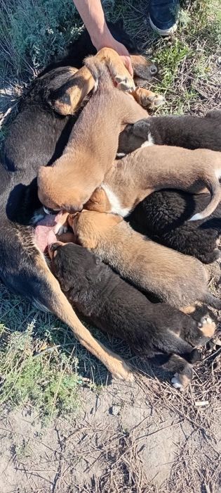 Срочно щенков продам