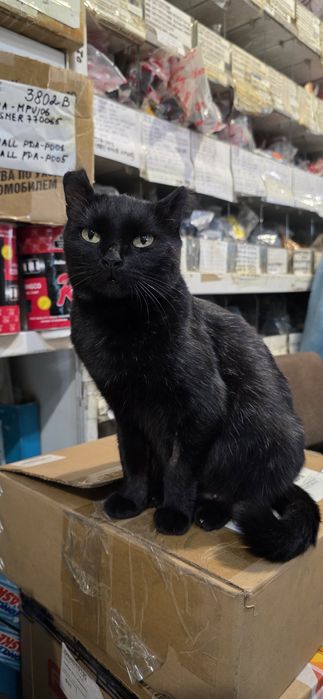 Отдам кошечку в добрые руки