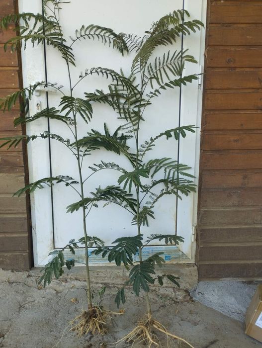 Фиданки от албиция