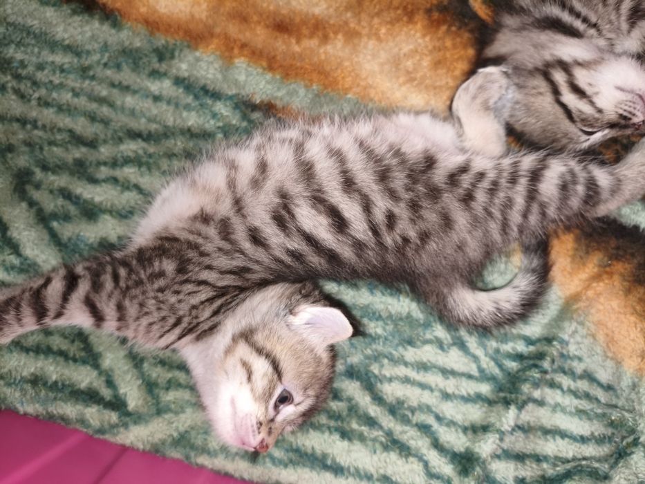 Котята в хорошие руки