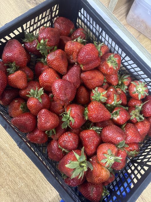продам клубнику