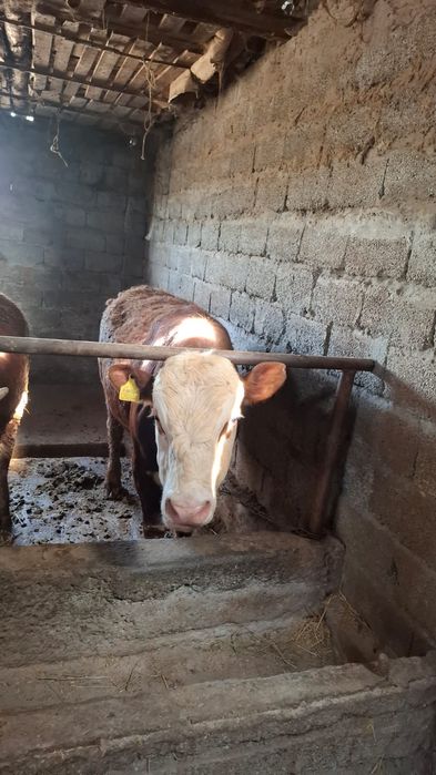 Бычки белоголовые 5голов