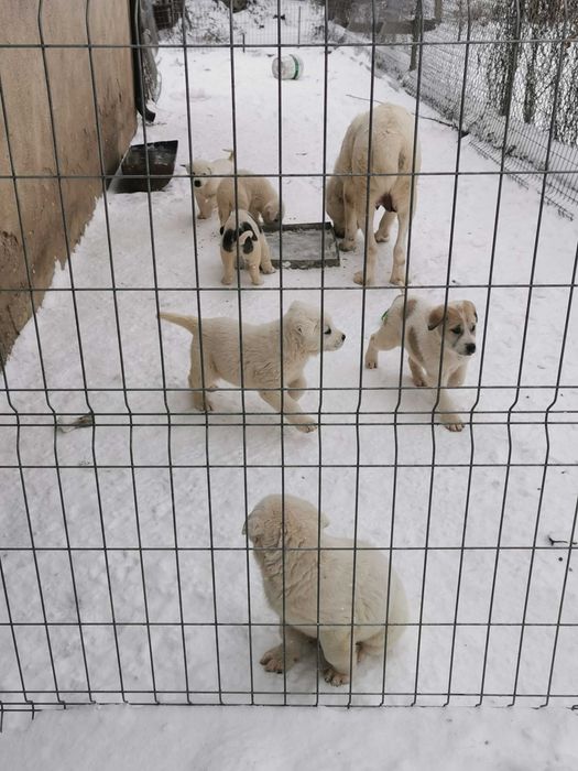 Продавам  Алабай  на 80 дни