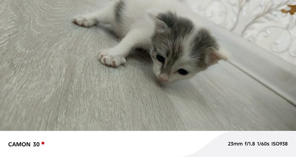 Мушук боласи онаси зотли