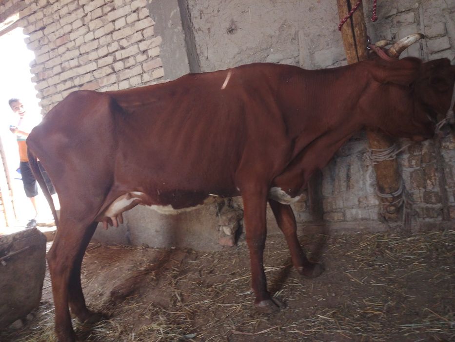 2chi qorin 100foiz garantiya