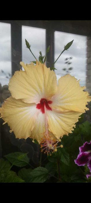 гибискусы разных расцветок