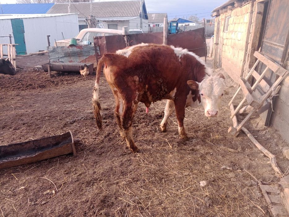 Басқақтар сатылады баспақтар