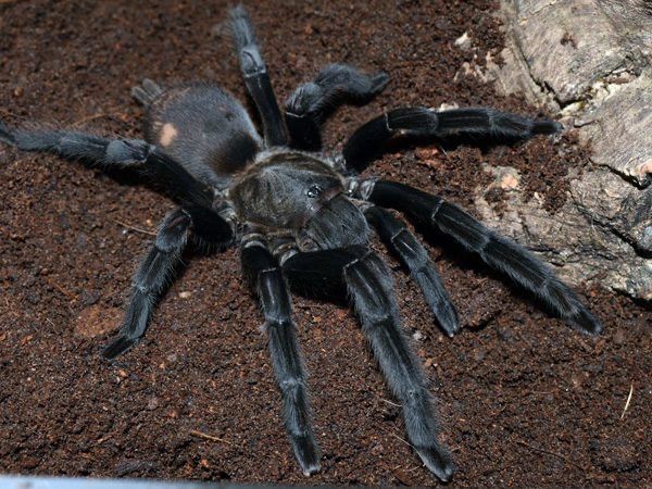 Chilobrachys sp. Kaeng Krachan