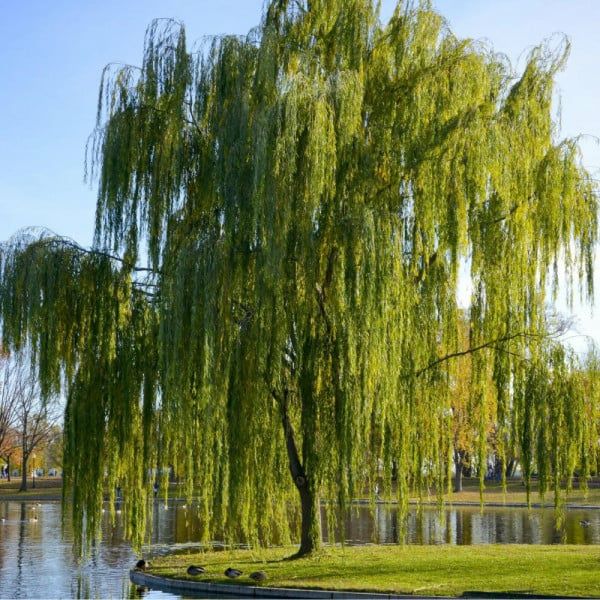 Vand sălcii altoite la ghiveci  și artari japonezi la ghiveci