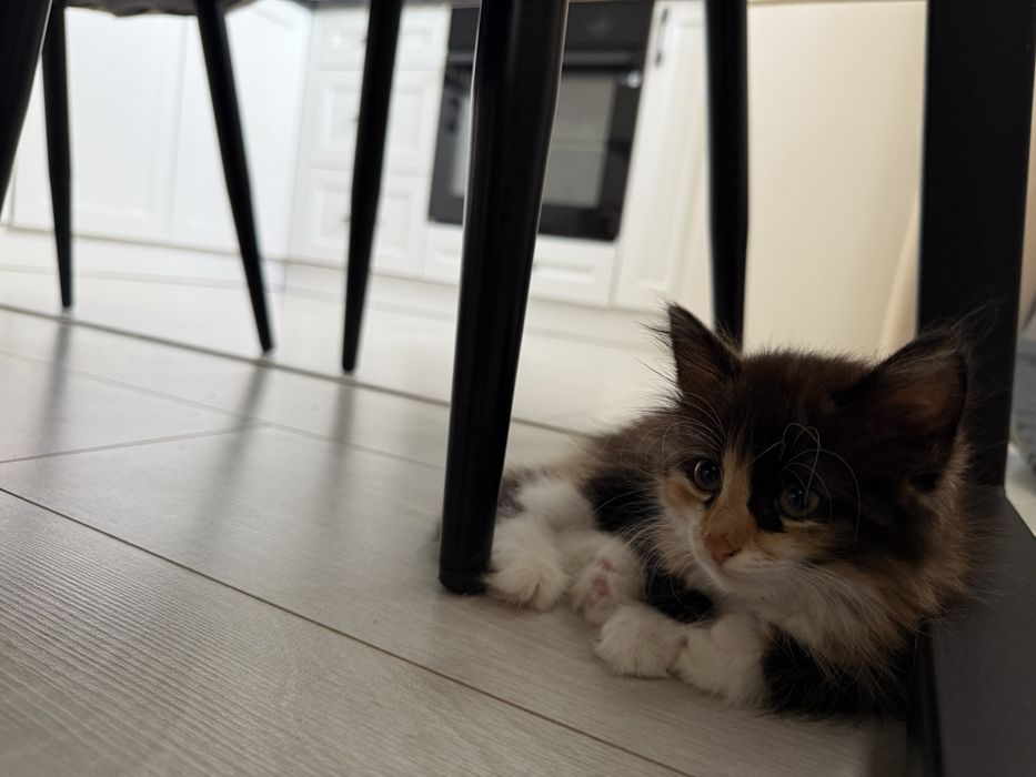 Отдам котенка в добрые руки