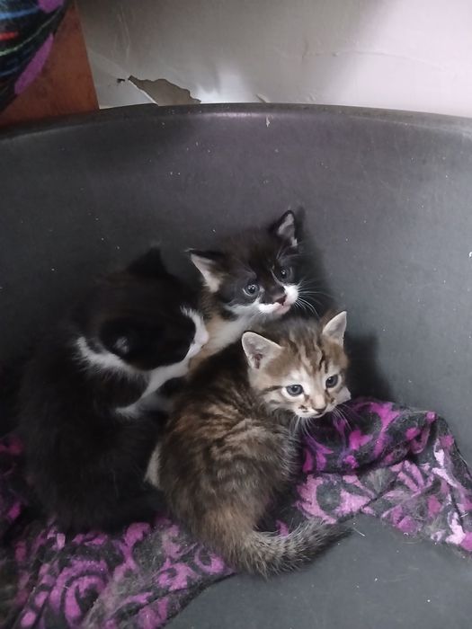 Отдам котят в добрые руки