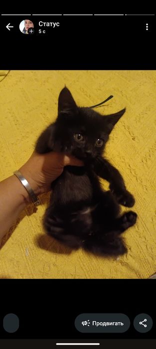 Красивая маленькая кошечка