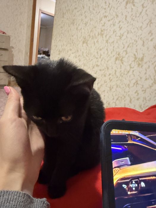 Котенок маленький