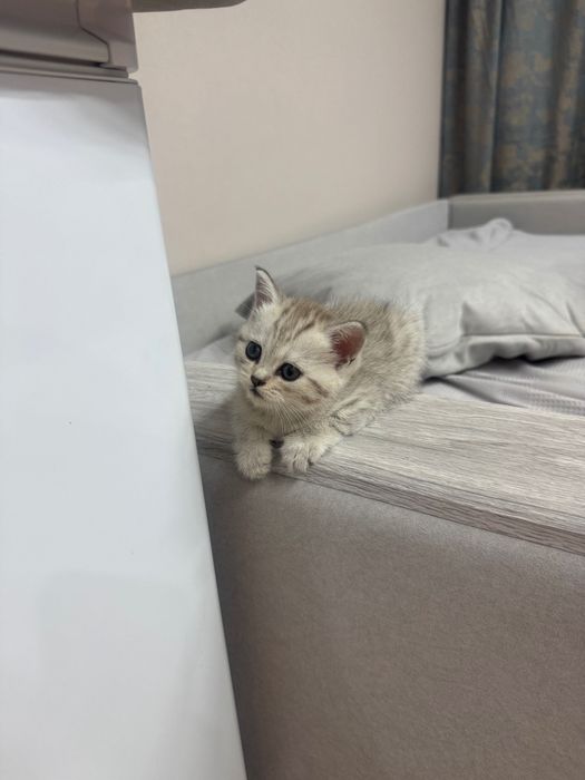 Шотландский котенок