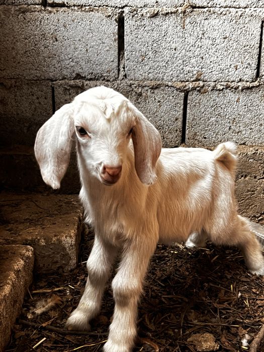 Лақтар/ Козляты  породистые