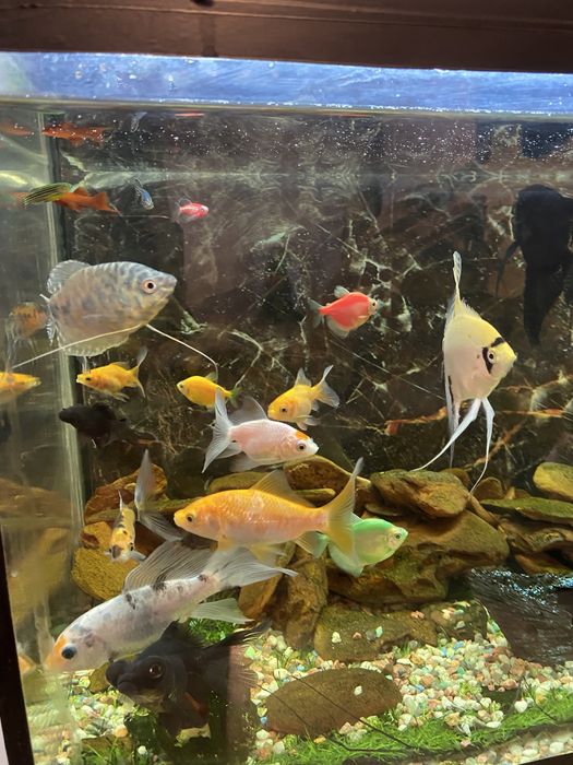 Аквариум с рыбками
