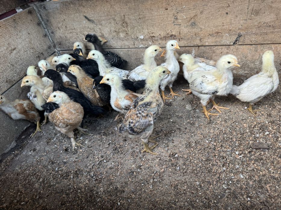 Pui de casa de vanzare