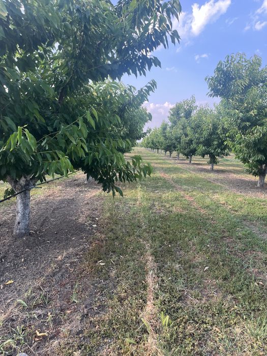 Парцел ( земеделска земя , имот ) в землището на с.Брестник .