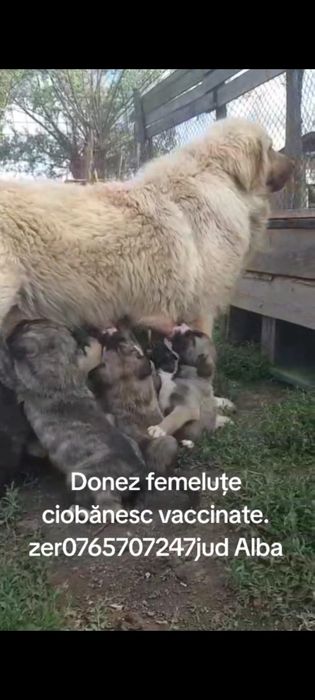 Donez femele ciobănesc cu carnet de sănătate