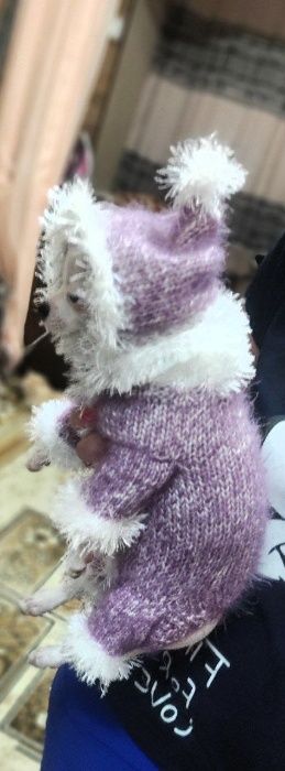 одежки для собачек и кошек