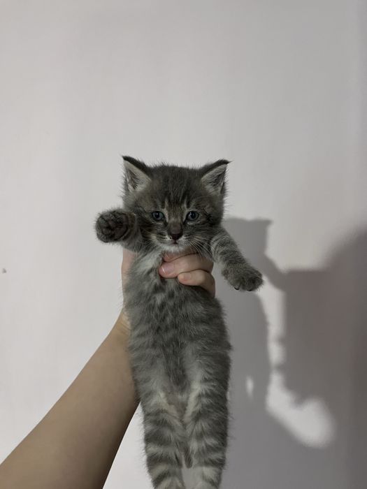 Продаю котят милых игривых