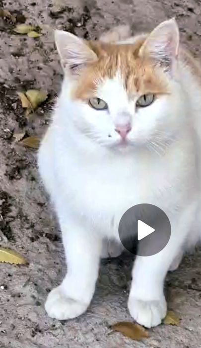 Кошечка срочно ищет дом!