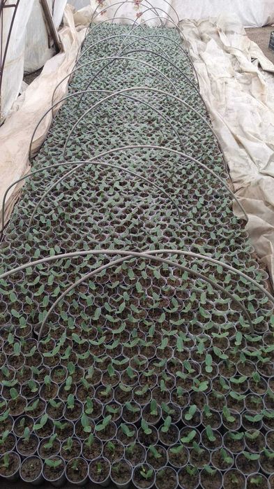 Разсад Дини Любимец