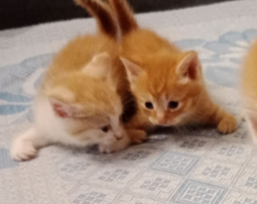 срочно отдадим котят