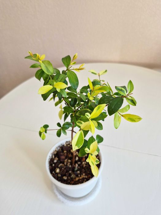 Мирт вариегатный