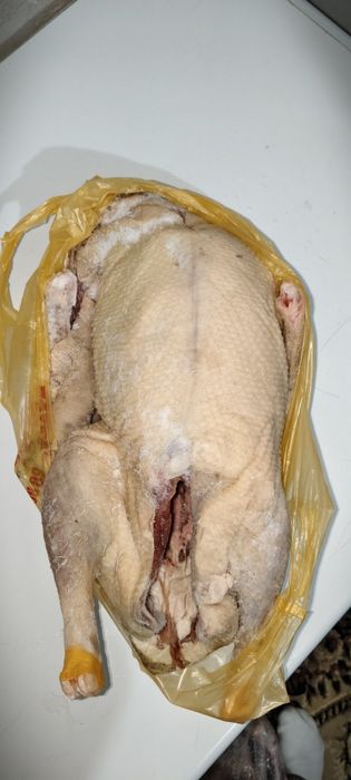 Продается тушки домашних гусей