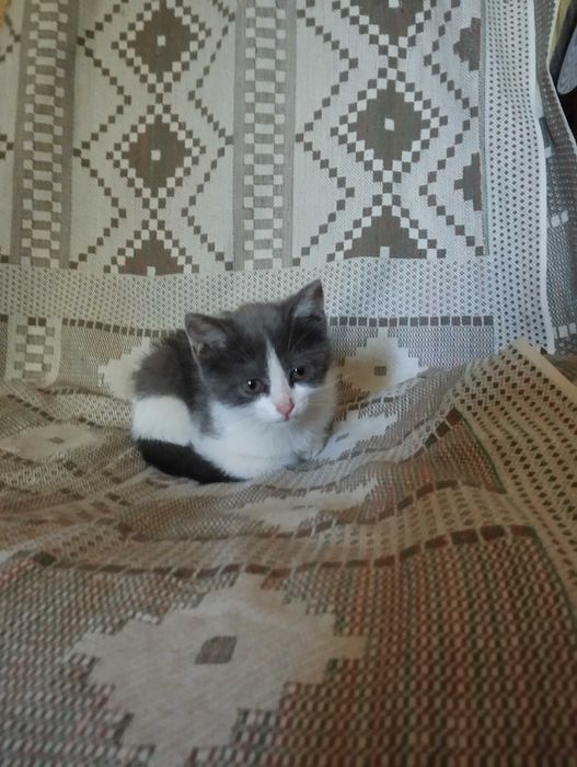 Девочка котёнок в добрые руки
