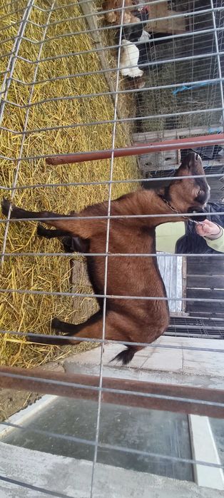 ALPINA FRANCEZA CIUTA genetic, rasă pură
