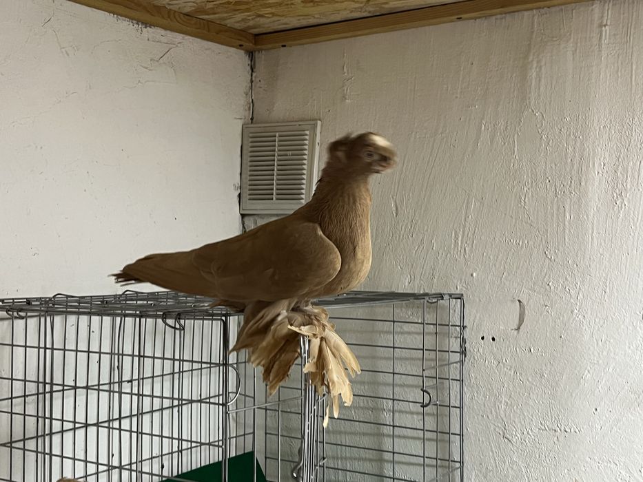 Сатылады кептер продам голубя