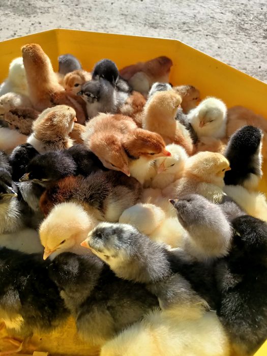 pui de vânzare țărănești