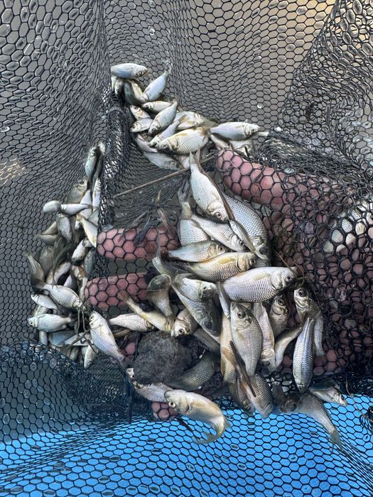 Продается малек Карповых видов